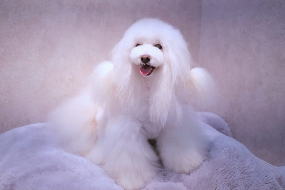 看板犬リップ