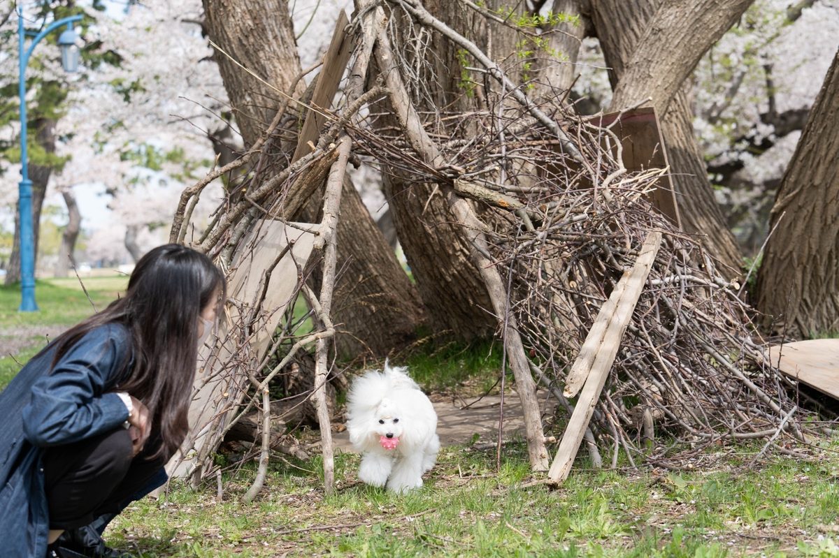 桜の下で愛犬と遊ぶトリマーMizuki