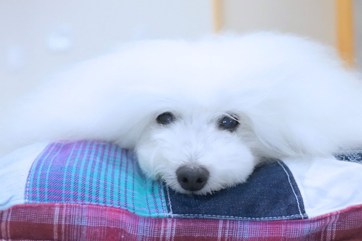 枕でくつろぐわんちゃん