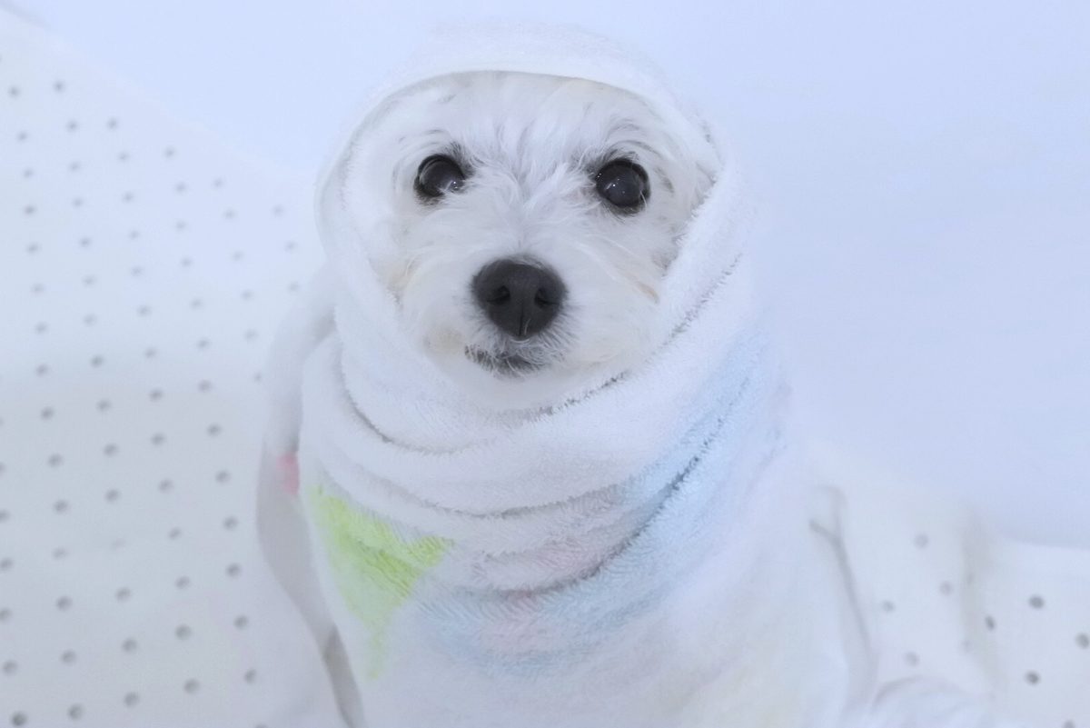 ハイグレードシャンプーと保湿ケアの後、タオルにくるまれたわんちゃん