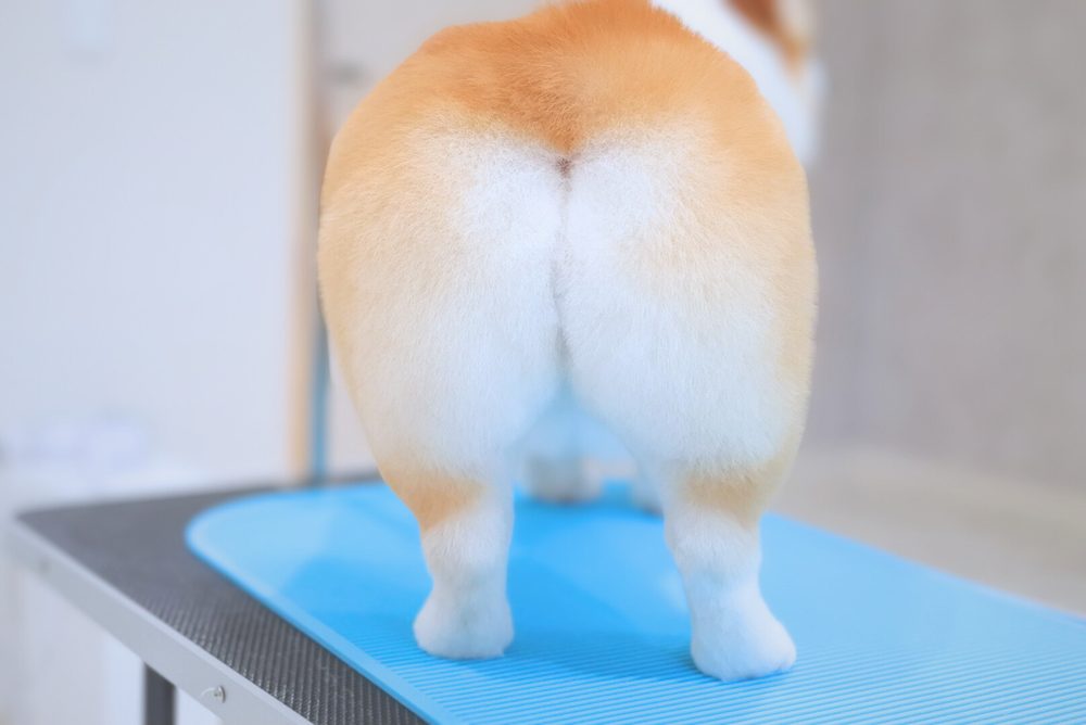 コーギーの桃尻カット